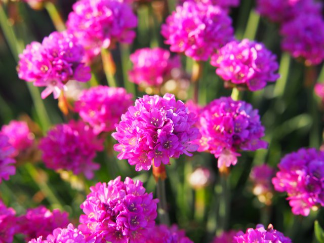 Armeria maritima