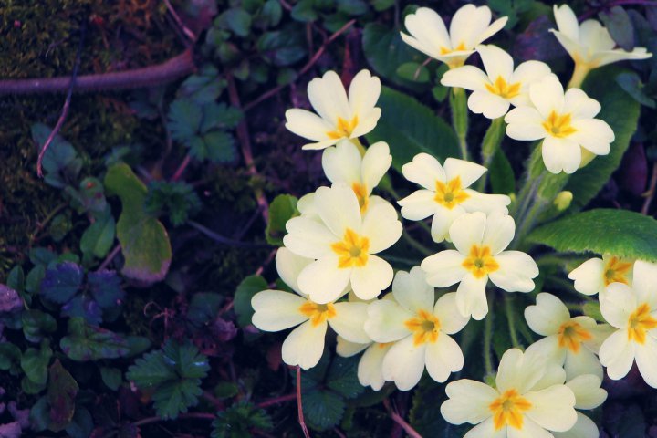 Shrubby Cinquefoil