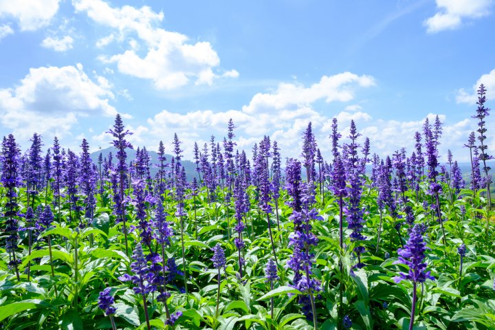 Lilac sage