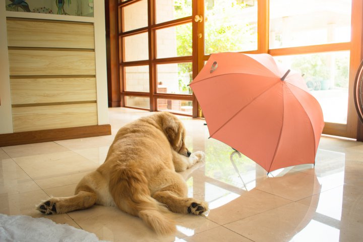 O umbrelă desfăcută