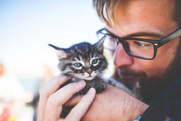 Sau au grijă de animalele abandonate