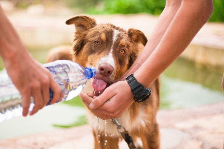 A îngriji un animal în nevoie este cea mai clară dovadă a bunătății unei persoane