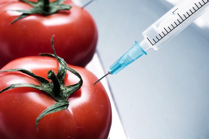 Alimentele modificate genetic