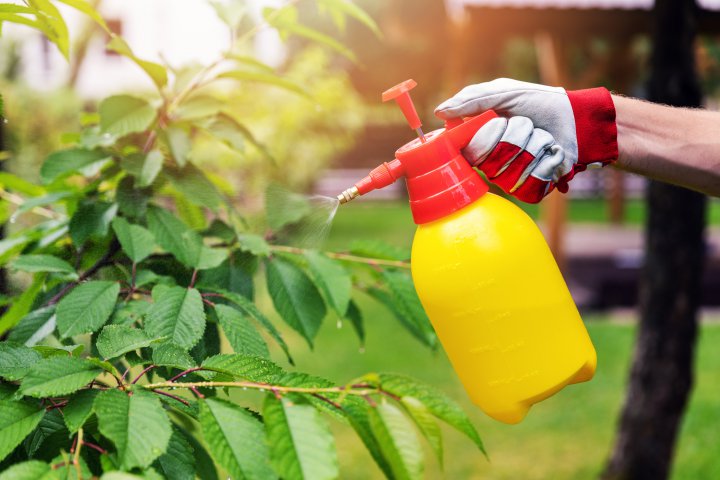 Nu cumpărați fructe și legume care au fost stropite cu insecticide 