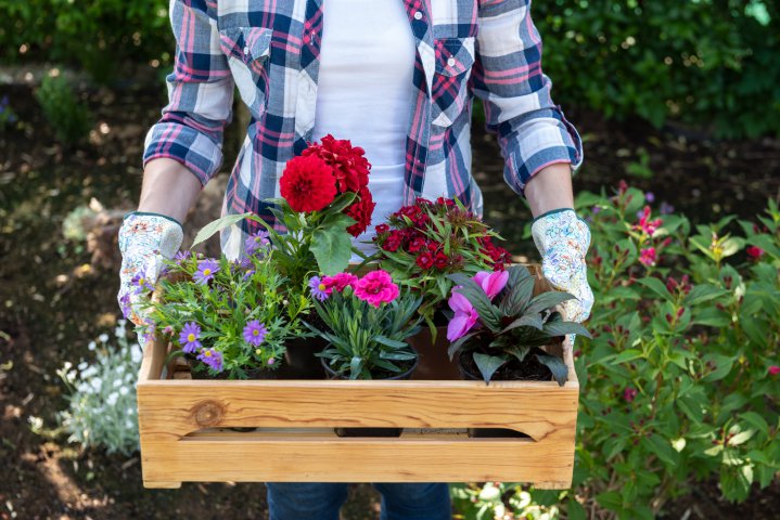 Ajută ca florile să reziste mai mult