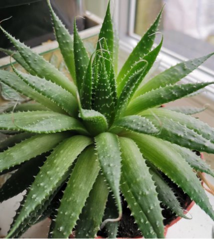 Aloe vera