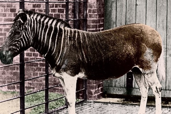 Zebra sud africană