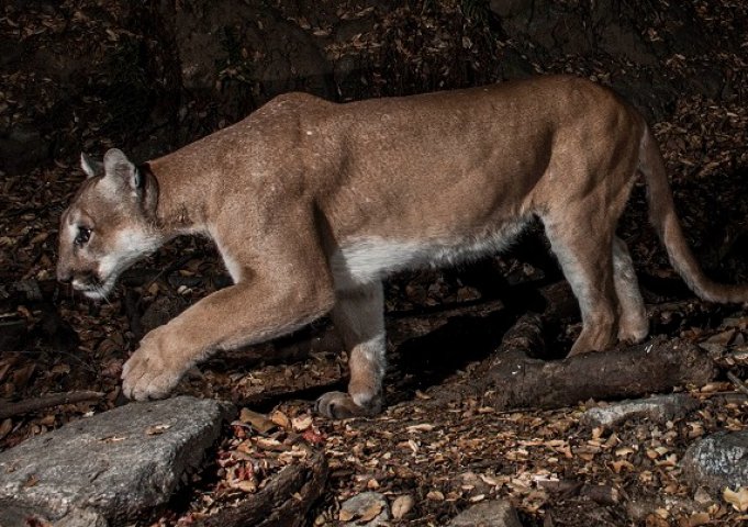 Puma de pe coasta de Est a Americii