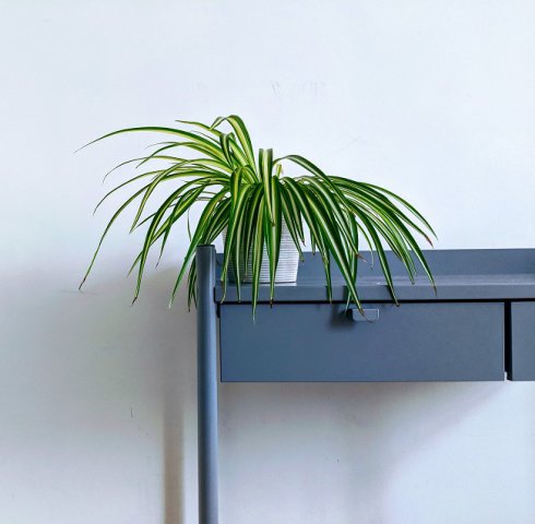 Rac – Planta păianjen