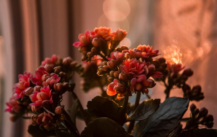 Leu – Fiorul văduvei (Kalanchoe)