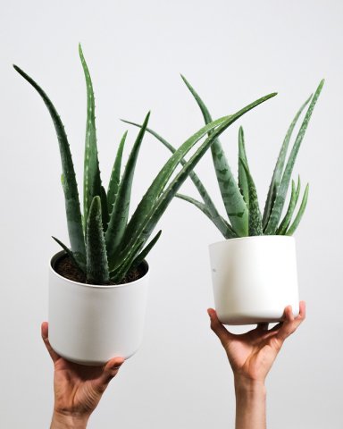 Fecioară – Aloe Vera