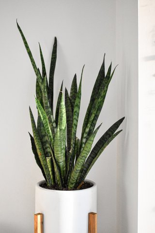 Scorpion – Planta șarpe