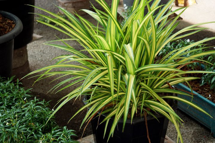 Capricorn – Dracaena (arborele dragonului)