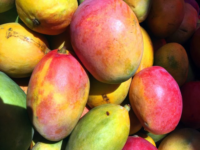 11. Maturitatea unui mango nu este întotdeauna trădată de culoarea pe care o are