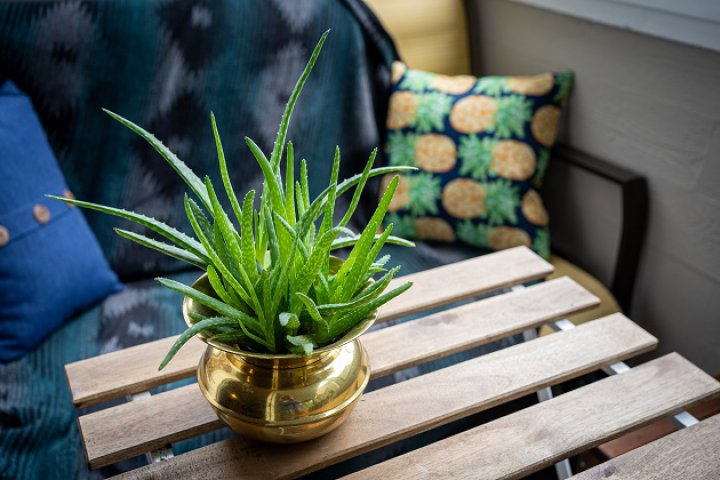 6. Aloe vera