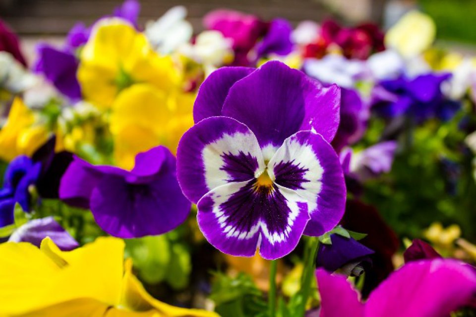 Florile de iarnă