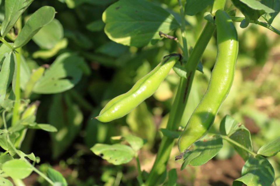 Fasolea verde