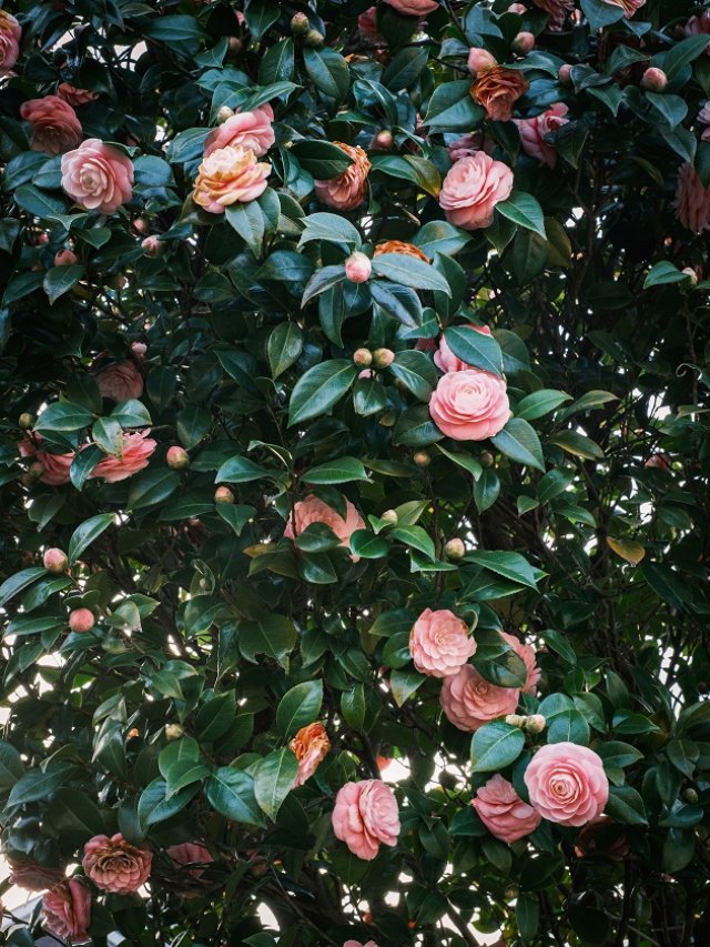 Camelia japoneză