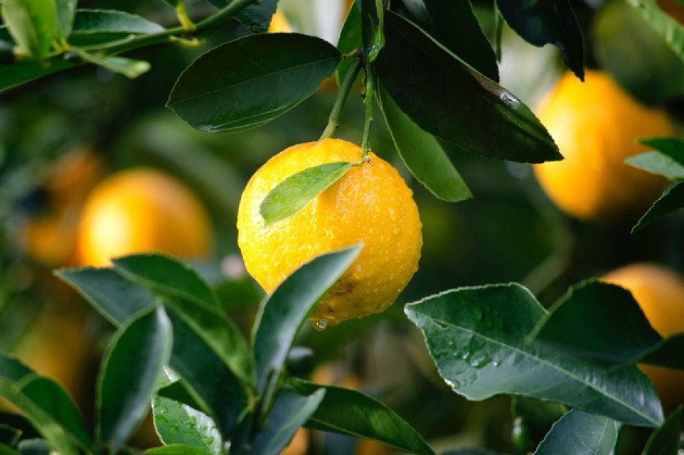 Lămâiul/mandarinul/portocalul