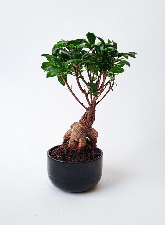 Ficusul de ginseng