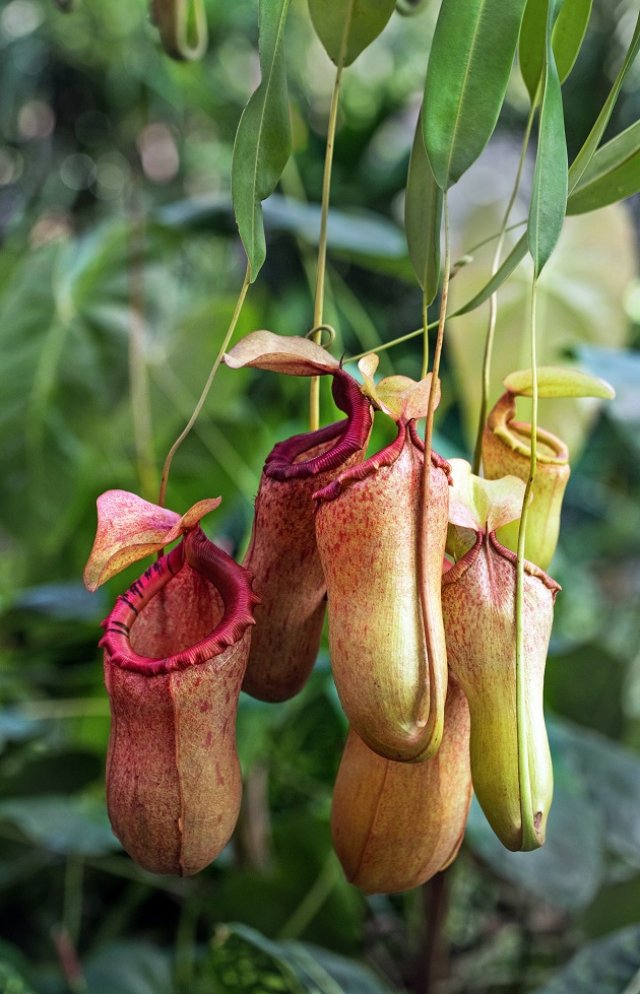 Planta ulcior 