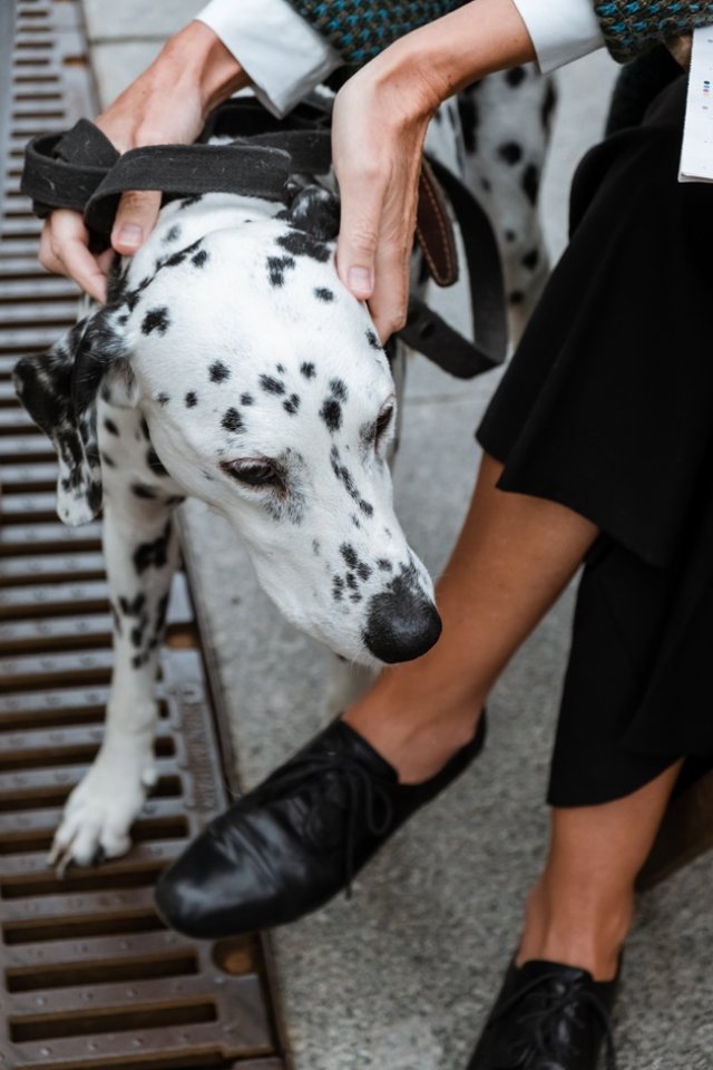 Îmbrățișează-ți animalul de companie!