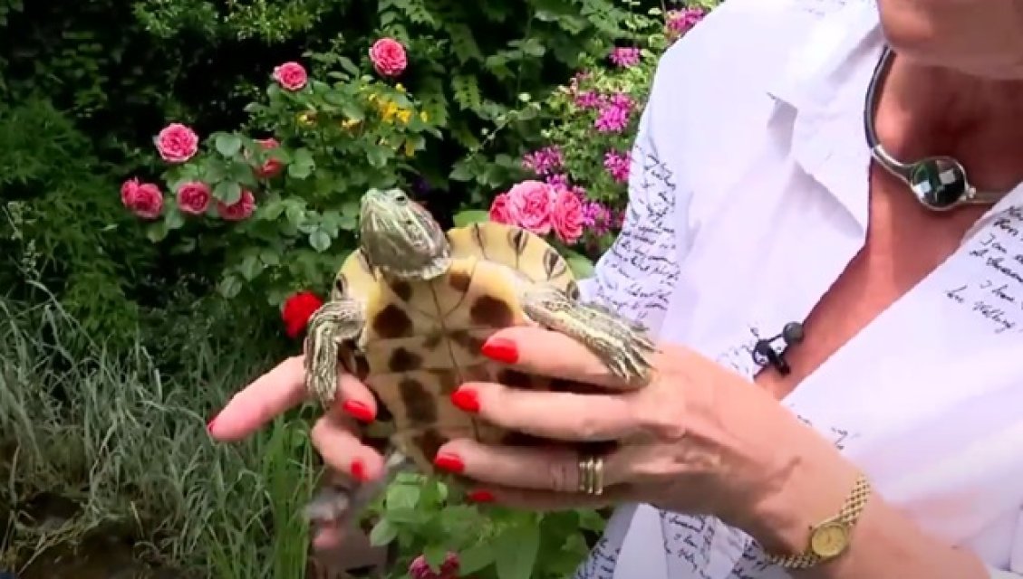 Monica Tatoiu are broaște țestoase în curte