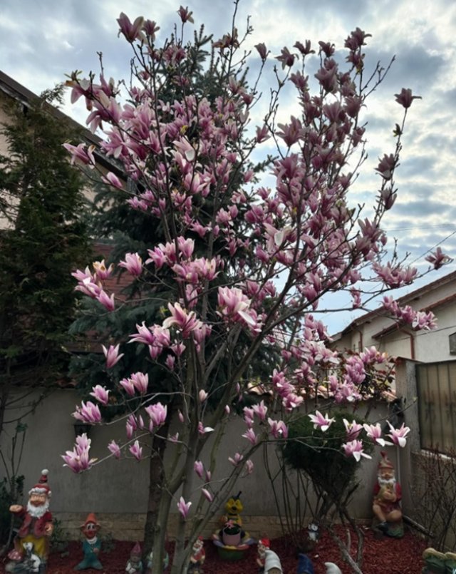 Mirabela Dauer are o magnolie impresionantă în curte