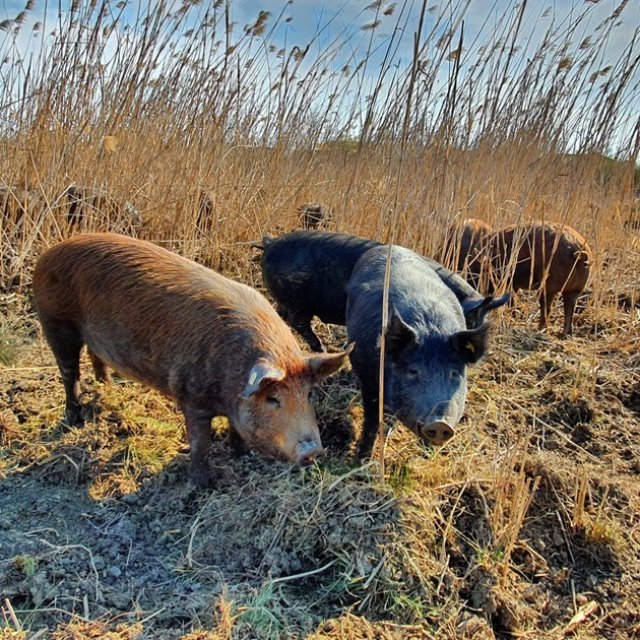Tenorul Vlad Miriță garantează că animalele de la ferma lui sunt crescute în natură
