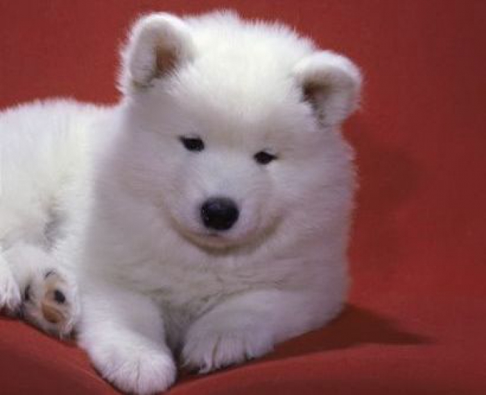 Samoyed