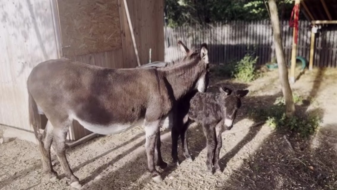 S-a mărit familia lui Dragoș Bucur și a Danei Nălbaru. "Betty e bine". De ce au totuși probleme cu vecinii de la țară. Au și un pui de măgar