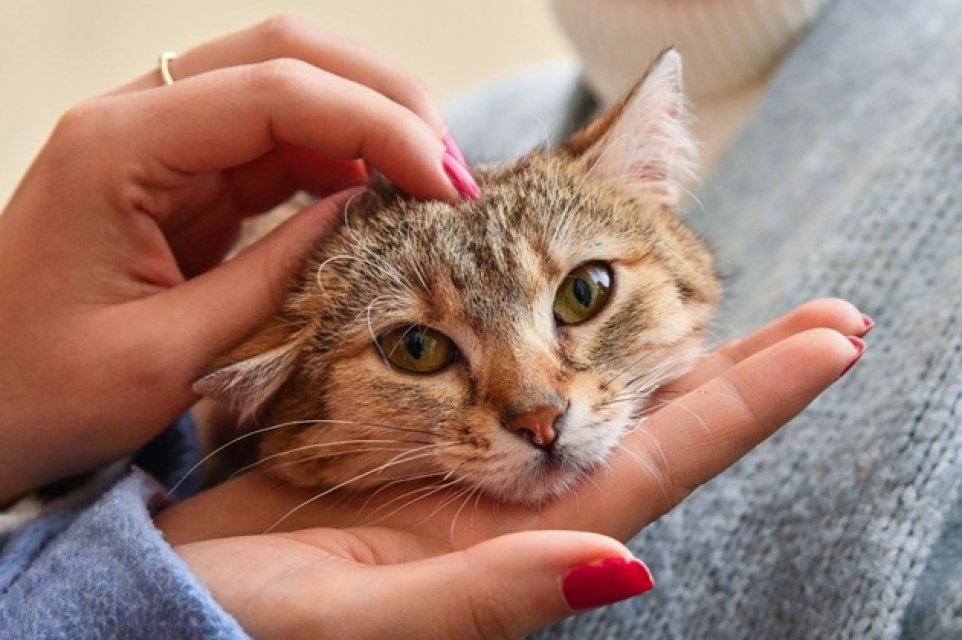 Ciprian Ciucu, primarul general al Capitalei, își împarte biroul cu o pisică. Dana Budeanu a reacționat dur la aflarea acestui detaliu. Animalul a suferit un accident