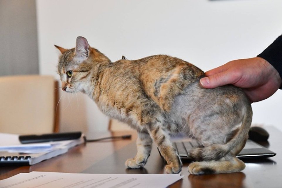 Ciprian Ciucu, primarul general al Capitalei, își împarte biroul cu o pisică. Dana Budeanu a reacționat dur la aflarea acestui detaliu. Edilul a găzduit pisica în spațiul său de lucru