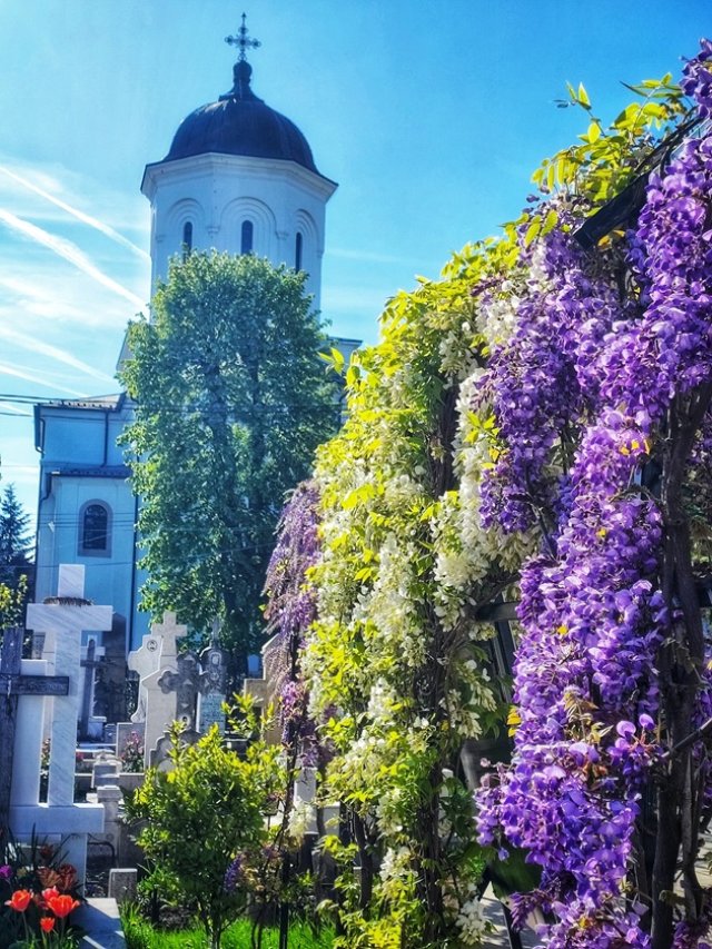 Mănăstirea Ghighiu, colțul de Rai din Prahova. Spectacolul de glicine înflorite îi face pe oameni să revină an de an. Sunt flori mov și albe