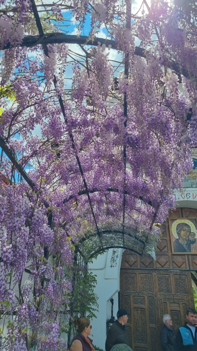 Mănăstirea Ghighiu, colțul de Rai din Prahova. Spectacolul de glicine înflorite îi face pe oameni să revină an de an, mai ales primăvara