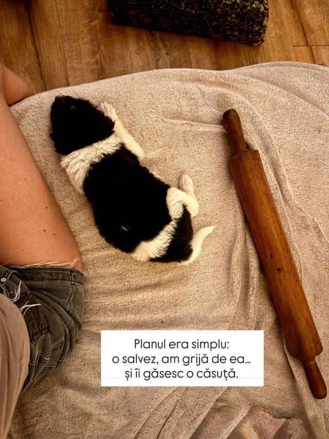 Doina Teodoru, primele declarații despre noua iubire din viața ei. „M-a luat pe nepregătite”. A salvat animalul fără să stea pe gânduri