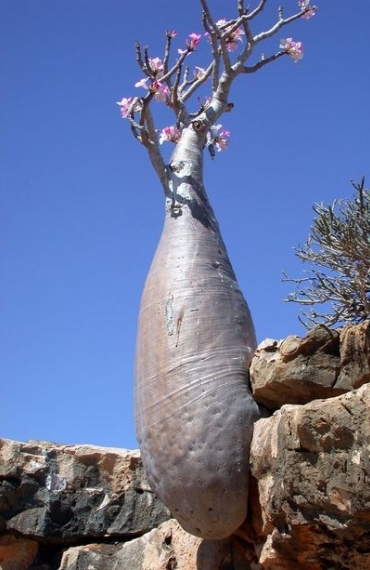 Socotra