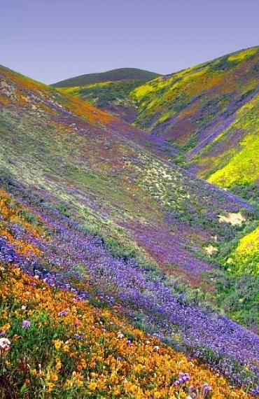 Valea Florilor