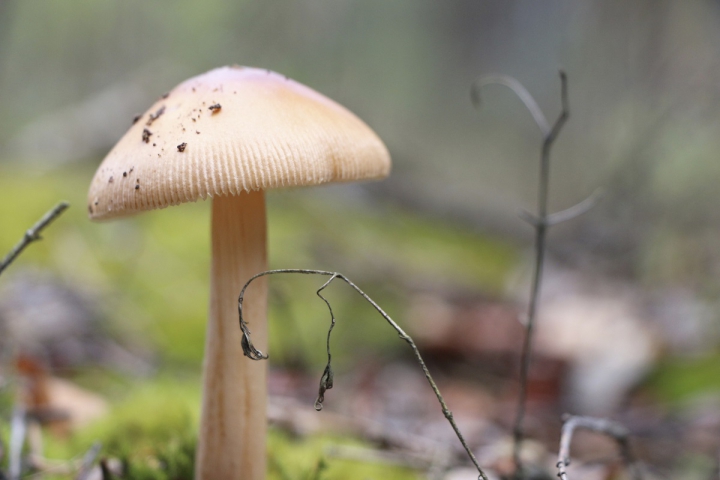 1. Amanita phalloides