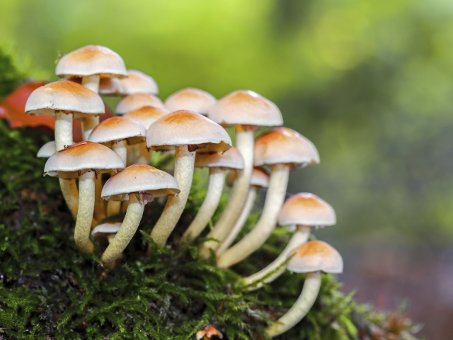 2. Conocybe filaris