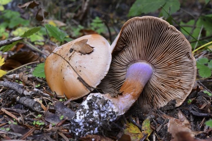 3. Cortinarius