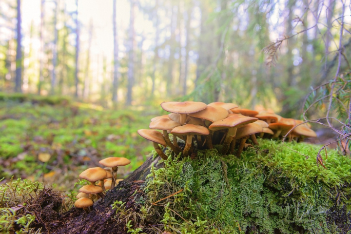 4. Galerina marginata