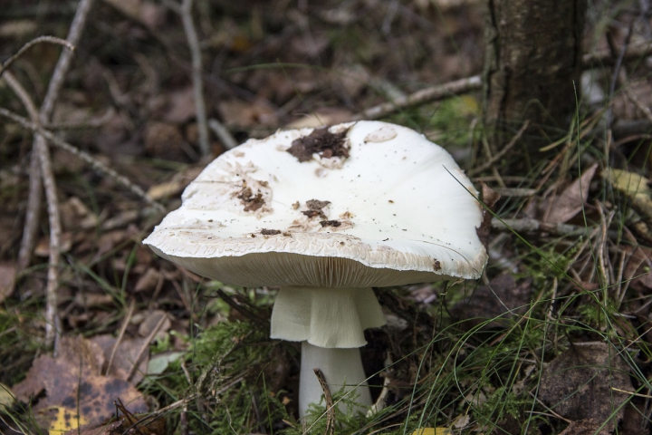 5. Specia Amanita