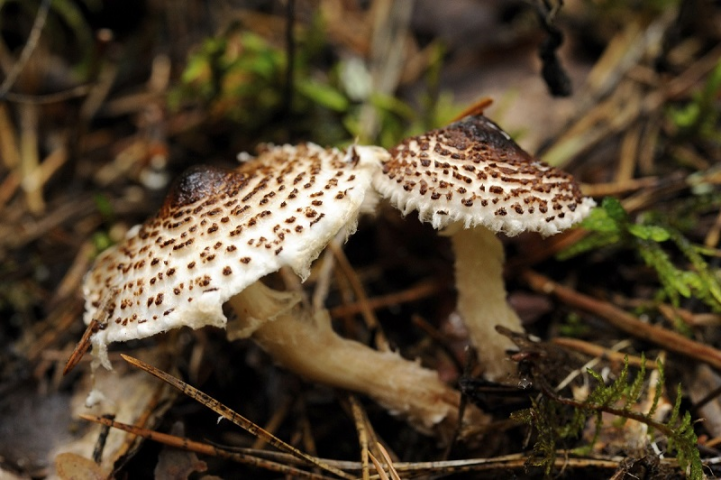 6. Lepiota brunneoincarnata