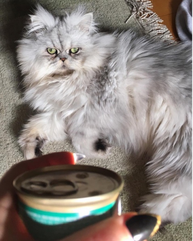 Felina supremă, Colonel Meow @colonelmeowandfriends