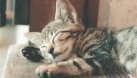 De câte ori trebuie să mănânce pisicile într-o zi, în funcție de vârstă. Ce spun specialiștii