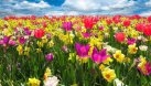 Ce trebuie să faci cu bulbii lalelelor după ce se scutură florile? Trucuri pentru reluarea înfloririi