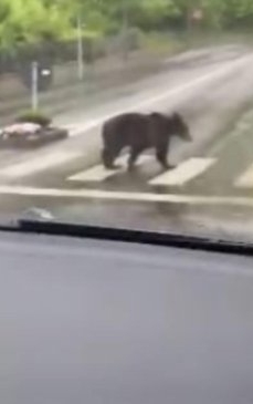 RO Alert de urs. Un animal URIAȘ a dat iama într-o localitate din Alba, oamenii sunt speriați