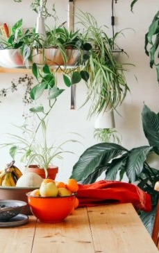 8 plante care aduc noroc și bogăție în fiecare casă - E important unde sunt puse în fiecare cameră 