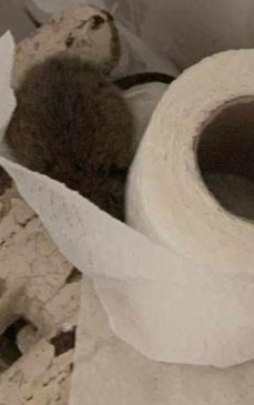 Șobolan ascuns în hârtie igienică, în toalete Spitalului Județean de Urgență din Iași - FOTO